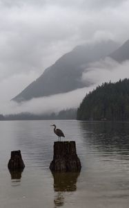 Preview wallpaper crane, bird, lake, fog, mountains