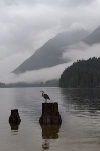 Preview wallpaper crane, bird, lake, fog, mountains