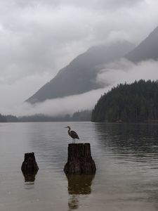 Preview wallpaper crane, bird, lake, fog, mountains