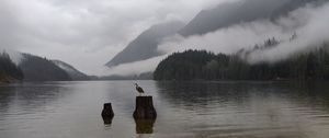 Preview wallpaper crane, bird, lake, fog, mountains