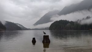 Preview wallpaper crane, bird, lake, fog, mountains