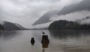 Preview wallpaper crane, bird, lake, fog, mountains