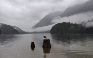 Preview wallpaper crane, bird, lake, fog, mountains