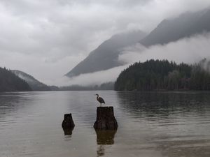 Preview wallpaper crane, bird, lake, fog, mountains