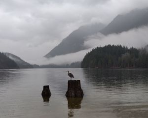 Preview wallpaper crane, bird, lake, fog, mountains