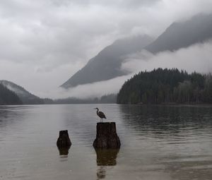 Preview wallpaper crane, bird, lake, fog, mountains