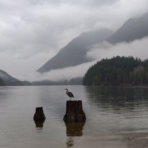 Preview wallpaper crane, bird, lake, fog, mountains