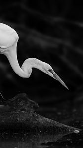 Preview wallpaper crane, bird, wildlife, bw