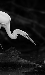 Preview wallpaper crane, bird, wildlife, bw