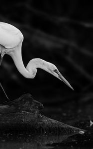 Preview wallpaper crane, bird, wildlife, bw