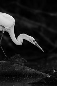 Preview wallpaper crane, bird, wildlife, bw