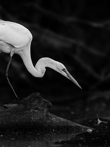 Preview wallpaper crane, bird, wildlife, bw