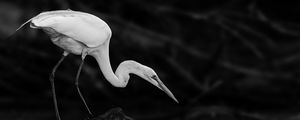 Preview wallpaper crane, bird, wildlife, bw