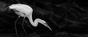 Preview wallpaper crane, bird, wildlife, bw