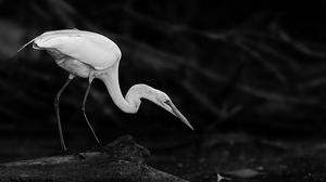 Preview wallpaper crane, bird, wildlife, bw