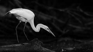 Preview wallpaper crane, bird, wildlife, bw