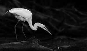 Preview wallpaper crane, bird, wildlife, bw