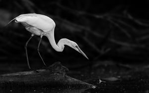 Preview wallpaper crane, bird, wildlife, bw