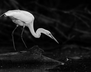 Preview wallpaper crane, bird, wildlife, bw