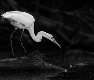 Preview wallpaper crane, bird, wildlife, bw