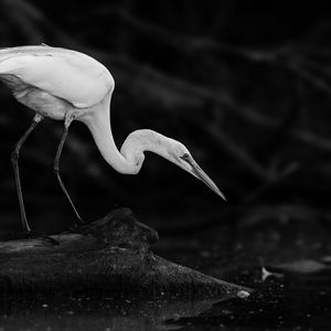 Preview wallpaper crane, bird, wildlife, bw