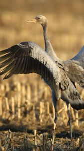 Preview wallpaper crane, bird, wings