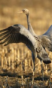 Preview wallpaper crane, bird, wings