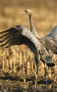 Preview wallpaper crane, bird, wings