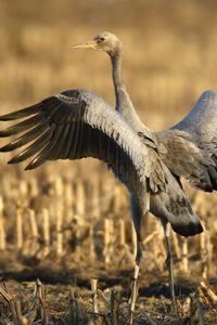 Preview wallpaper crane, bird, wings