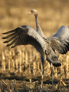 Preview wallpaper crane, bird, wings