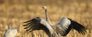 Preview wallpaper crane, bird, wings