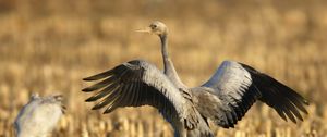 Preview wallpaper crane, bird, wings