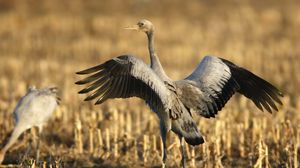 Preview wallpaper crane, bird, wings