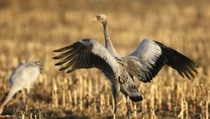 Preview wallpaper crane, bird, wings