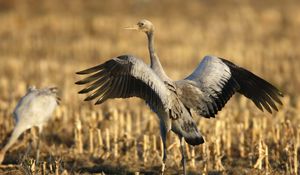 Preview wallpaper crane, bird, wings