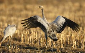 Preview wallpaper crane, bird, wings