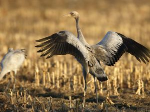 Preview wallpaper crane, bird, wings