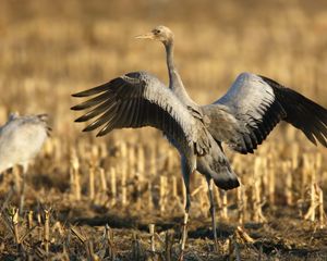 Preview wallpaper crane, bird, wings