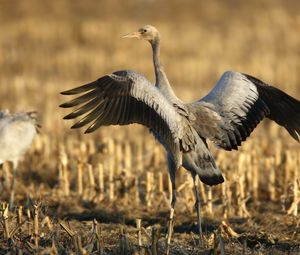 Preview wallpaper crane, bird, wings