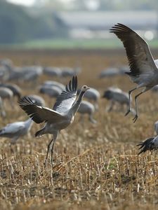 Preview wallpaper crane, flock, bird