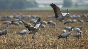 Preview wallpaper crane, flock, bird