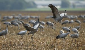 Preview wallpaper crane, flock, bird