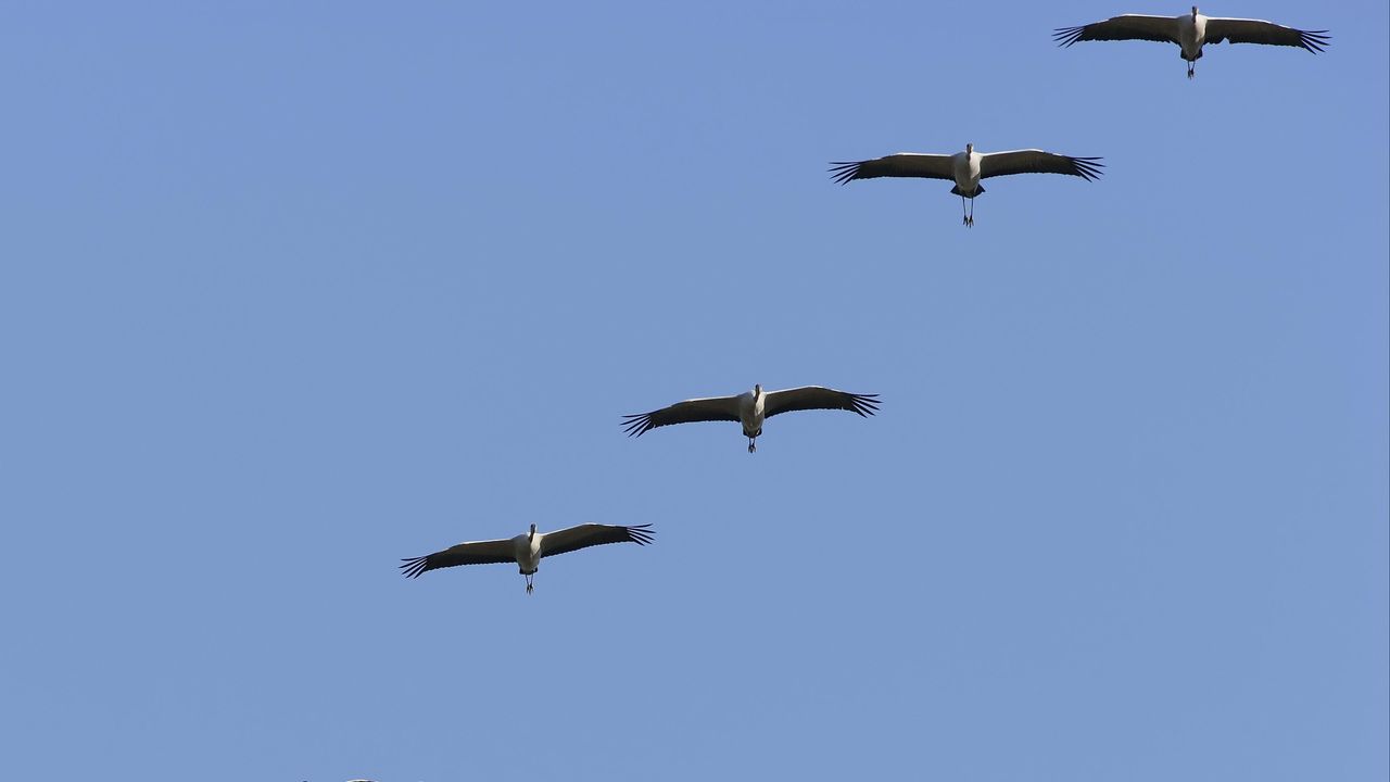 Wallpaper crane, flock, sky