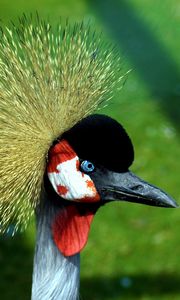 Preview wallpaper crane, head, beautiful, feathers