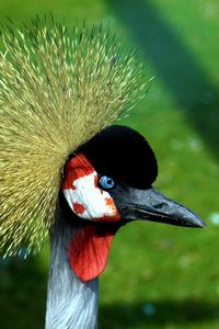 Preview wallpaper crane, head, beautiful, feathers