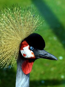 Preview wallpaper crane, head, beautiful, feathers