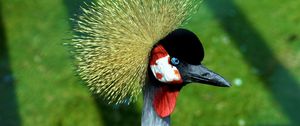 Preview wallpaper crane, head, beautiful, feathers