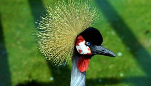 Preview wallpaper crane, head, beautiful, feathers