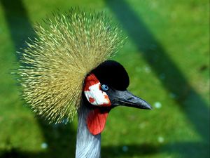 Preview wallpaper crane, head, beautiful, feathers