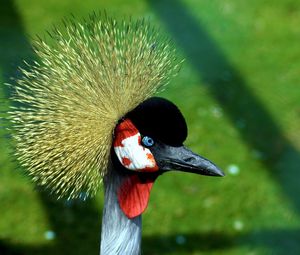 Preview wallpaper crane, head, beautiful, feathers